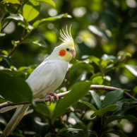 Ztráta bílé korely